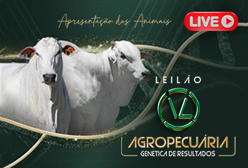 LIVE APRESENTAÇÃO DOS ANIMAIS LEILÃO VL AGROPECUÁRIA - GENÉTICA DE RESULTADOS